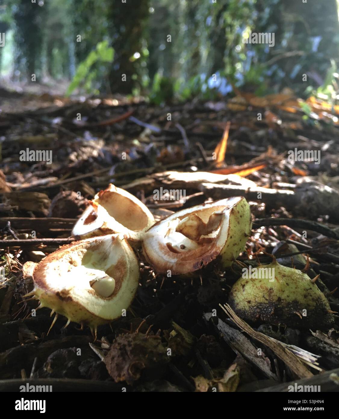 Nature shells hi-res stock photography and images - Alamy