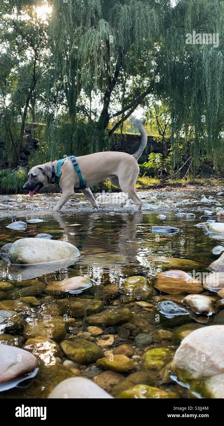 A mixed breed puppy wades through a creek at sunset. - Smartphone Captured Stock Image
