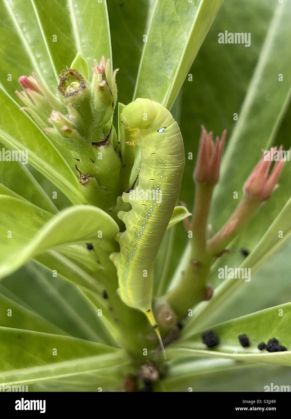 Caterpillar of Oleander hawk-moth feeds on leaves of Adenium sp in Malaysia. - Smartphone Captured Stock Image
