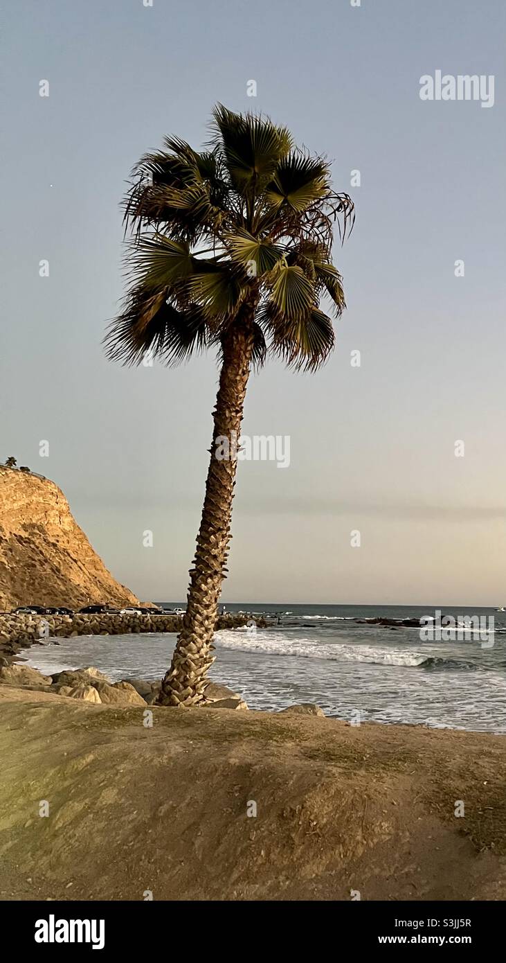 Lone palm at sunset - Smartphone Captured Stock Image