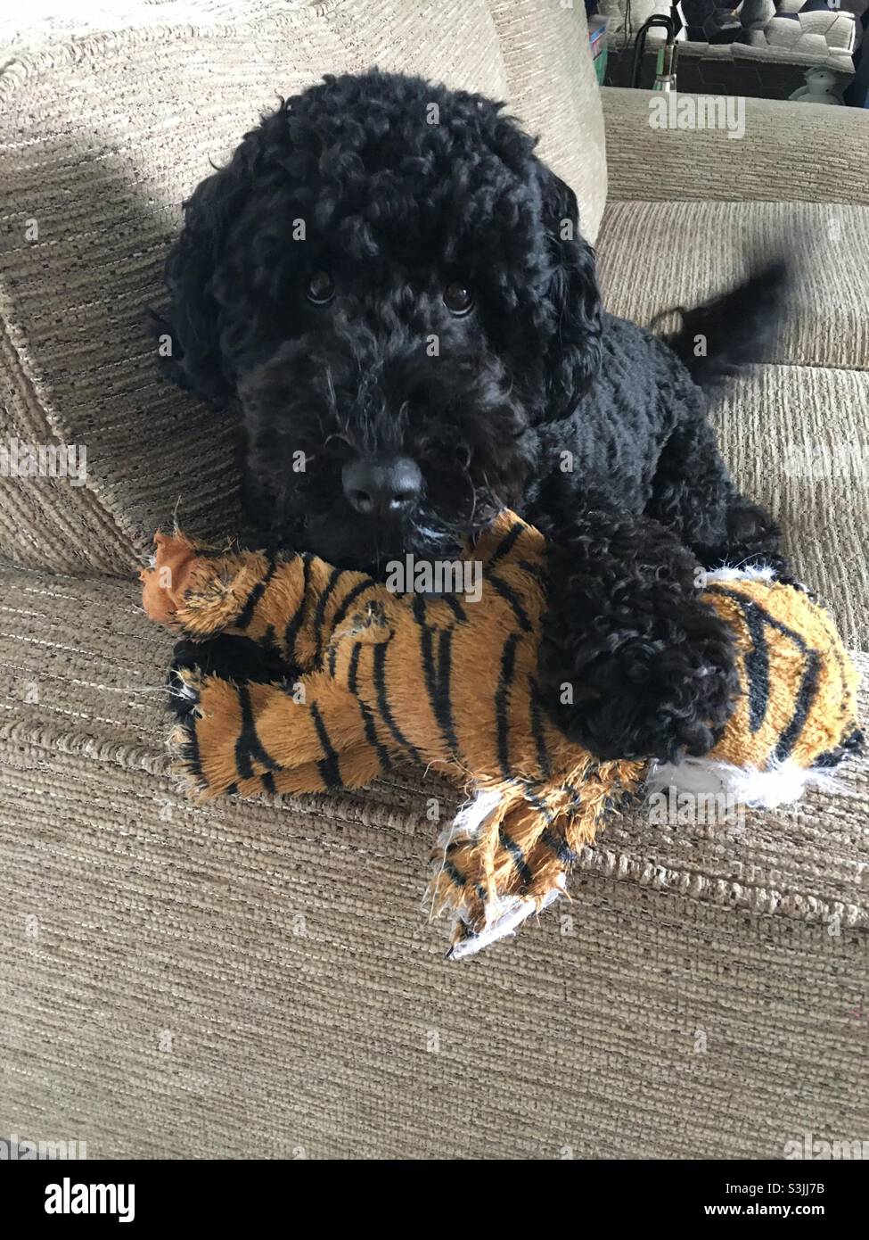 Black cockapoo hi-res stock photography and images - Alamy