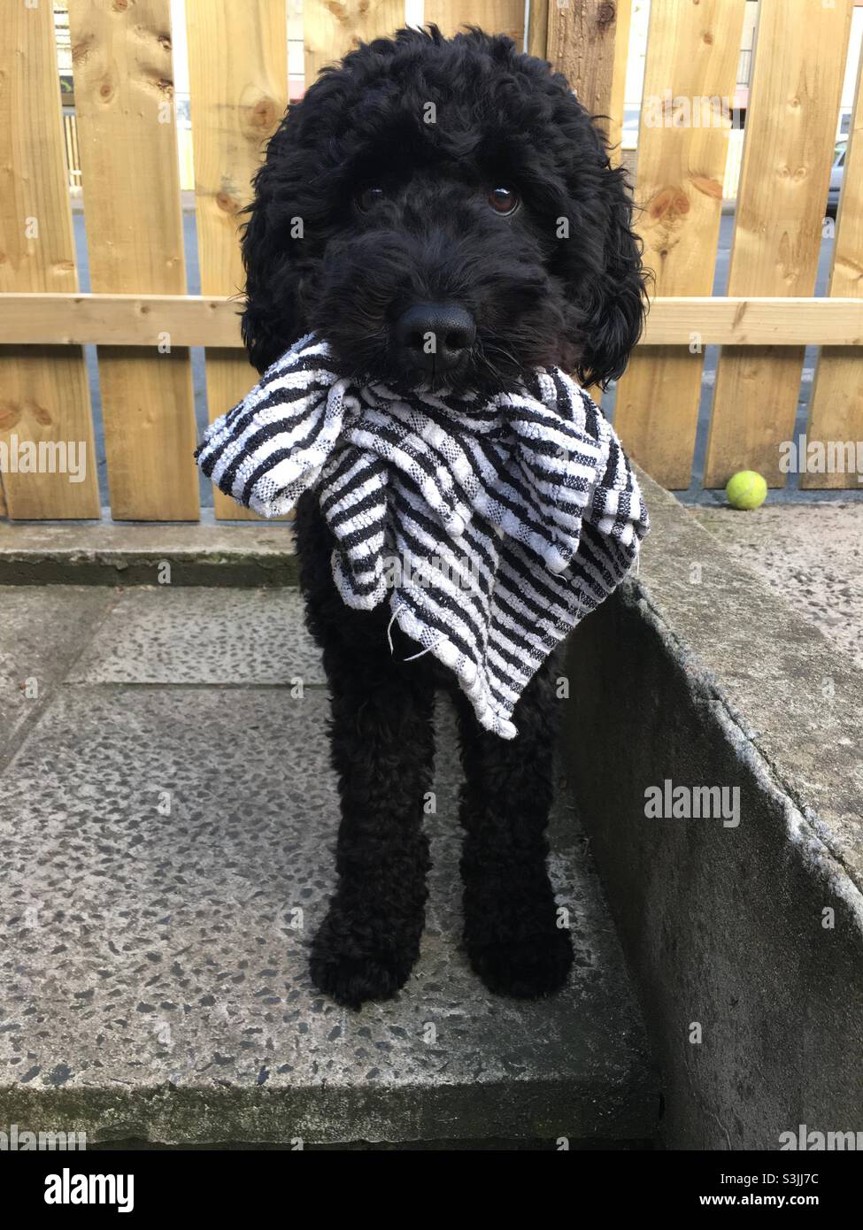 Black cockapoo hi-res stock photography and images - Alamy