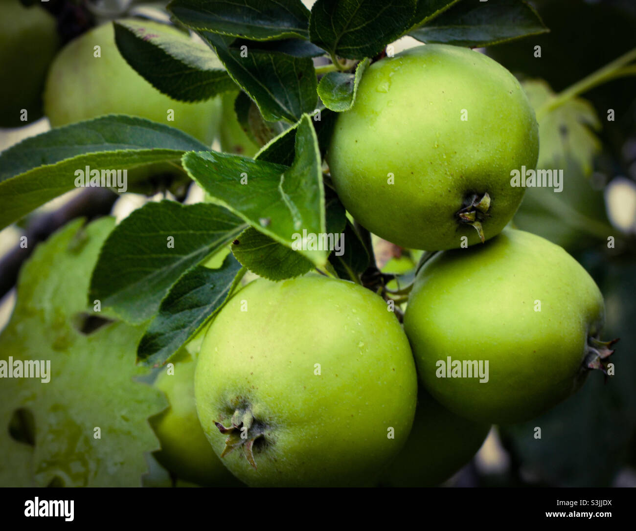 Green apples growing on the tree Stock Photo - Alamy