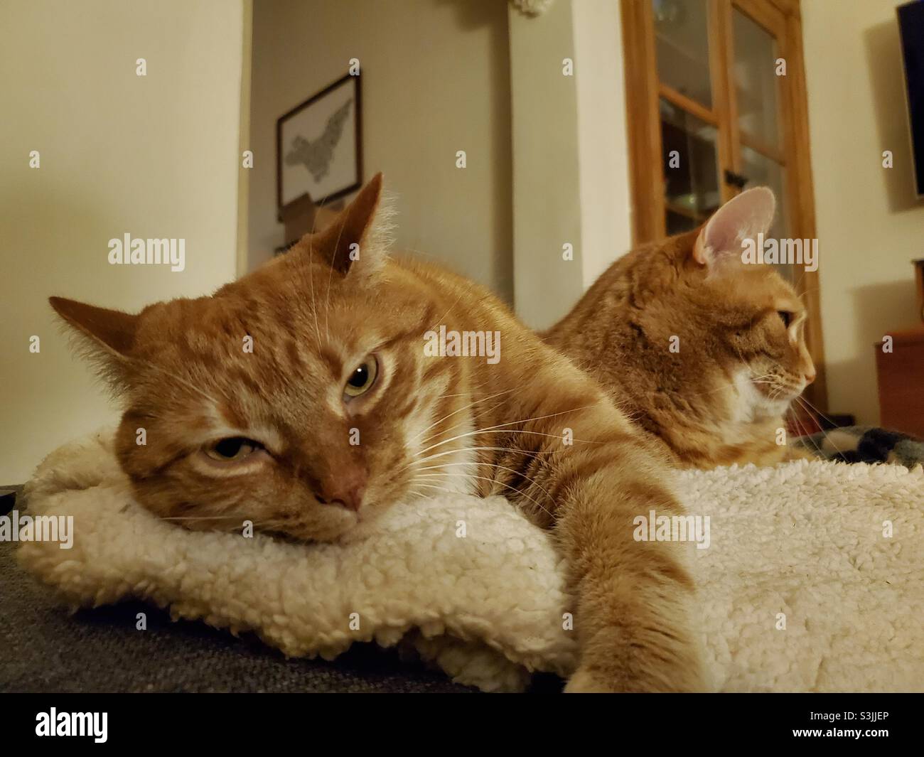 Two lazy cats Stock Photo - Alamy