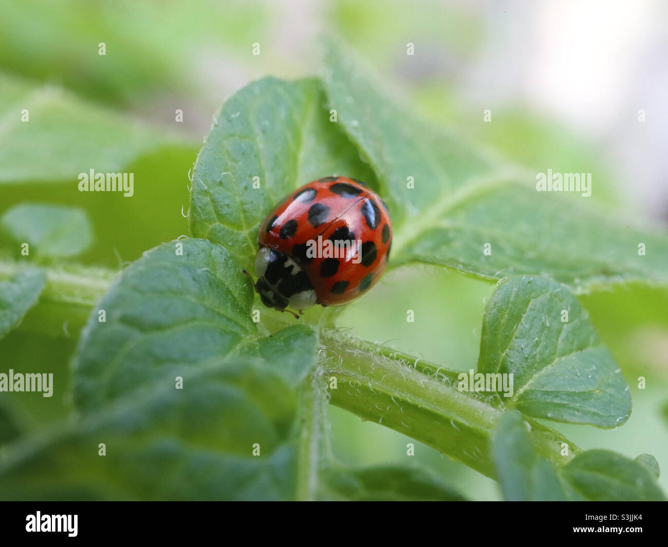 Asian lady beetle hires stock photography and images Alamy