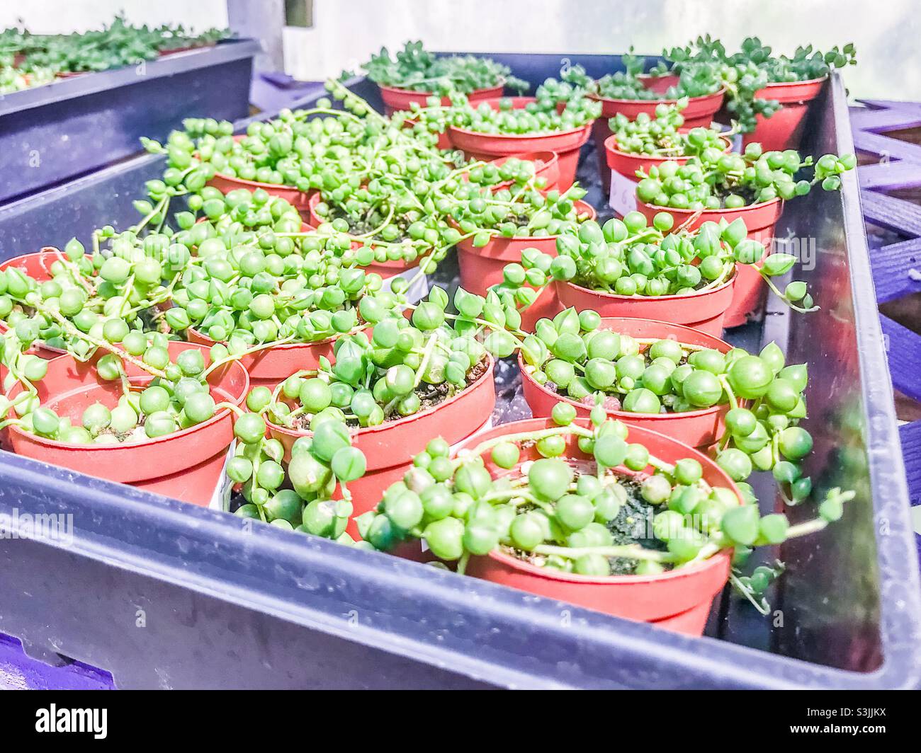 Potted String of pearl plants for sale at garden center Stock Photo Alamy