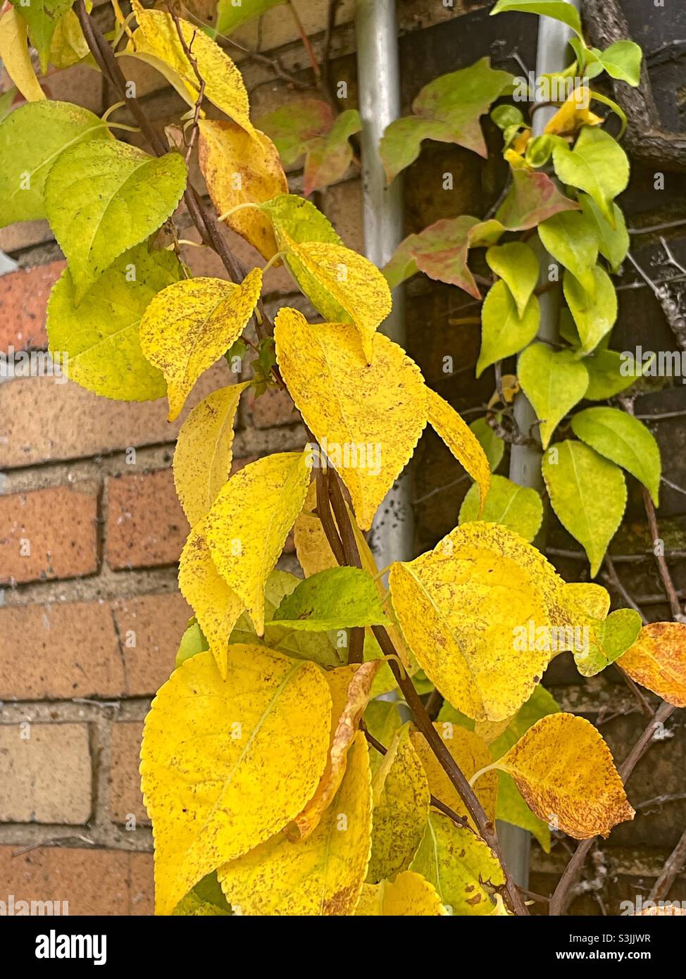 Autumn leaves on a brick wall in the United States in the fall, 2021 - Smartphone Captured Stock Image