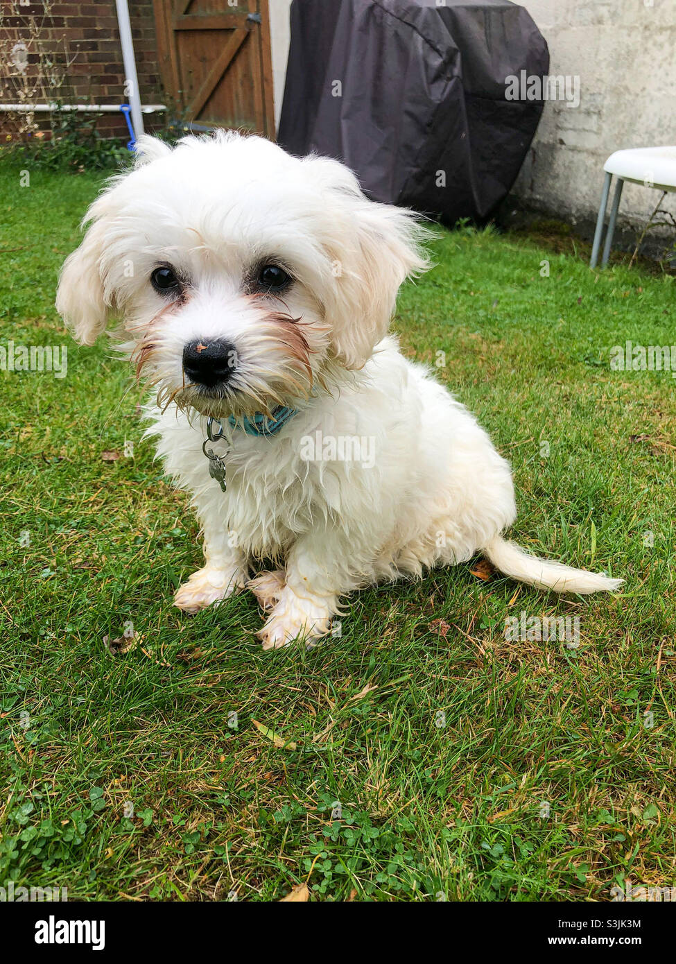 A white cavapoo puppy sat outside on the lawn in the garden Stock