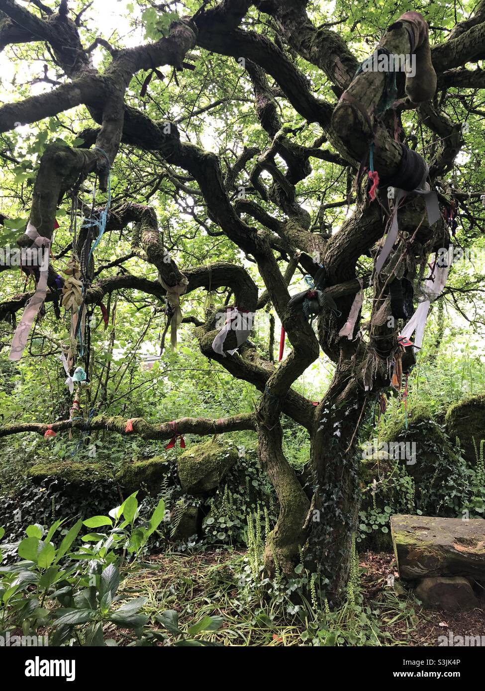 Ancient mysterious wishing tree (clootie tree) with twisted branches at Carn Euny, Cornwall Stock Photo