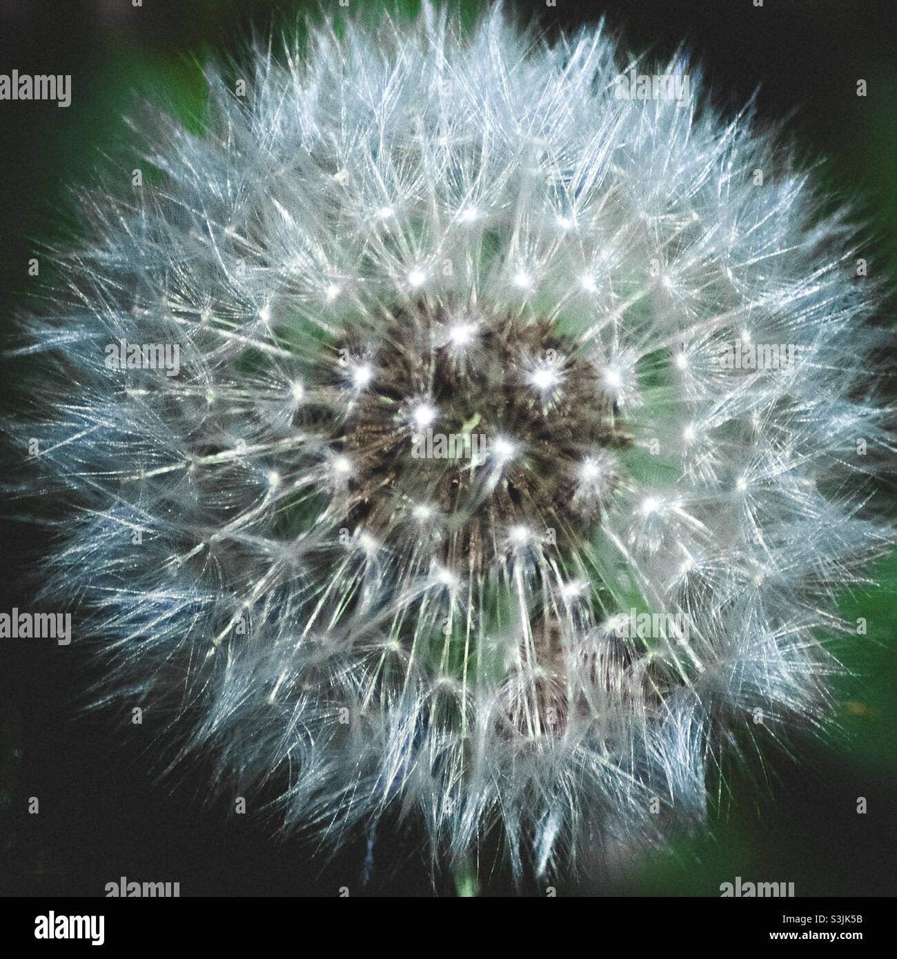 A white dandelion clock - Smartphone Captured Stock Image