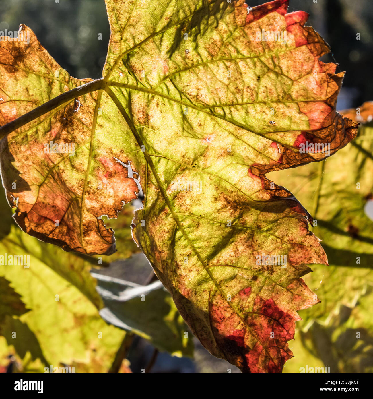 Grape leaves turning red in autumn hires stock photography and images
