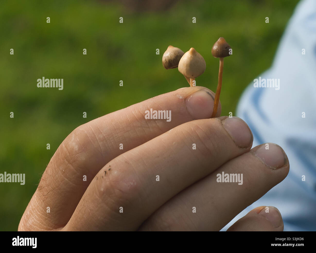 3 small Psilocybe semilanceata (Magic Mushroom or Liberty Cap) held in a mushroom forager’s hand Stock Photo