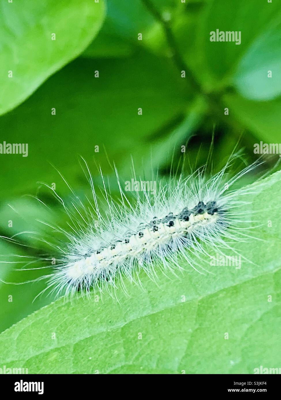 Fuzzy caterpillar Stock Photo