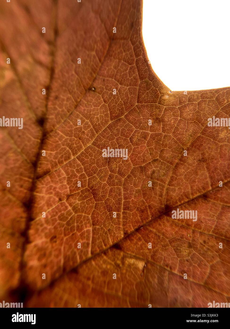 Close up of a leaf - Smartphone Captured Stock Image