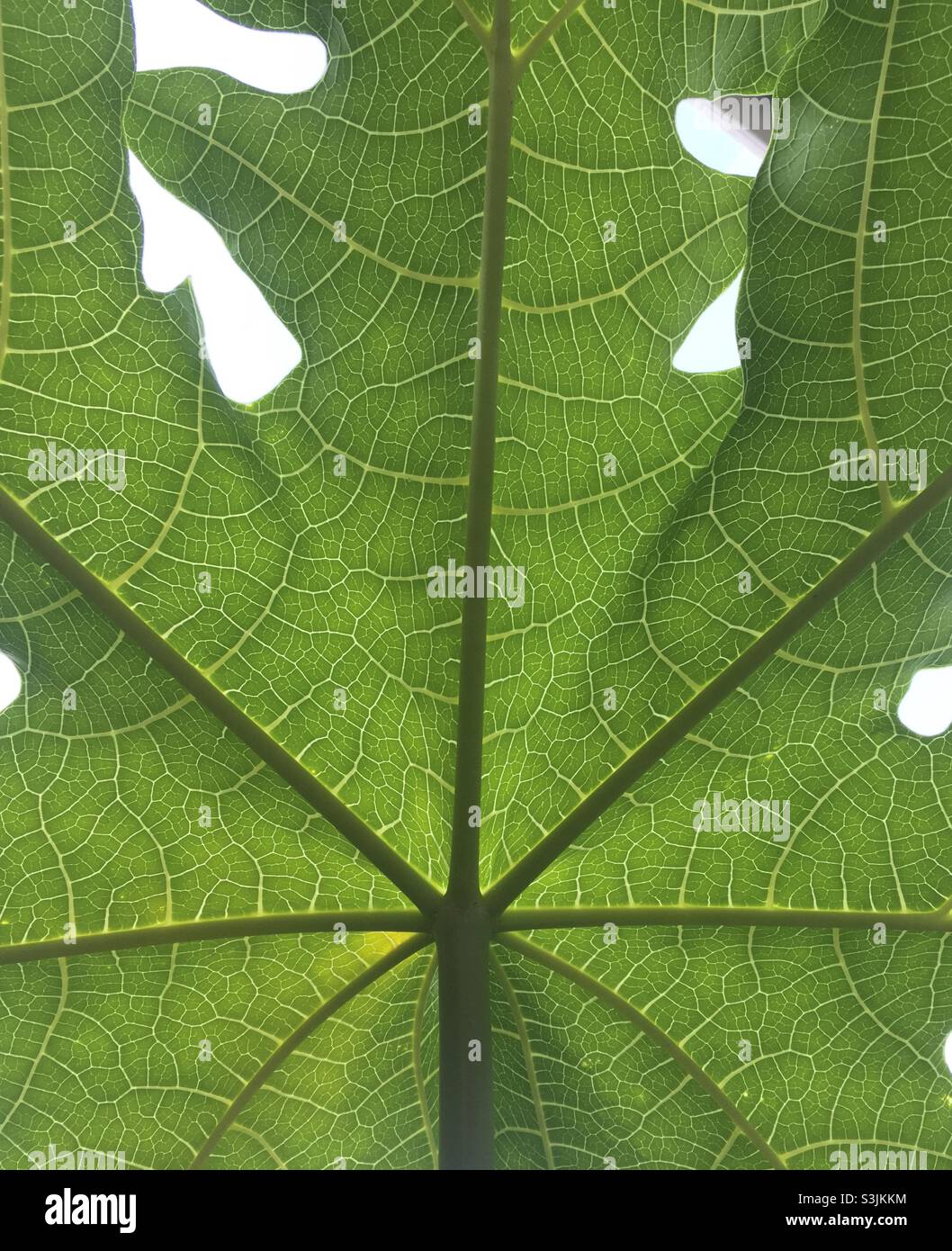 Underside of a paw paw leaf showing delicate structure and veins. - Smartphone Captured Stock Image