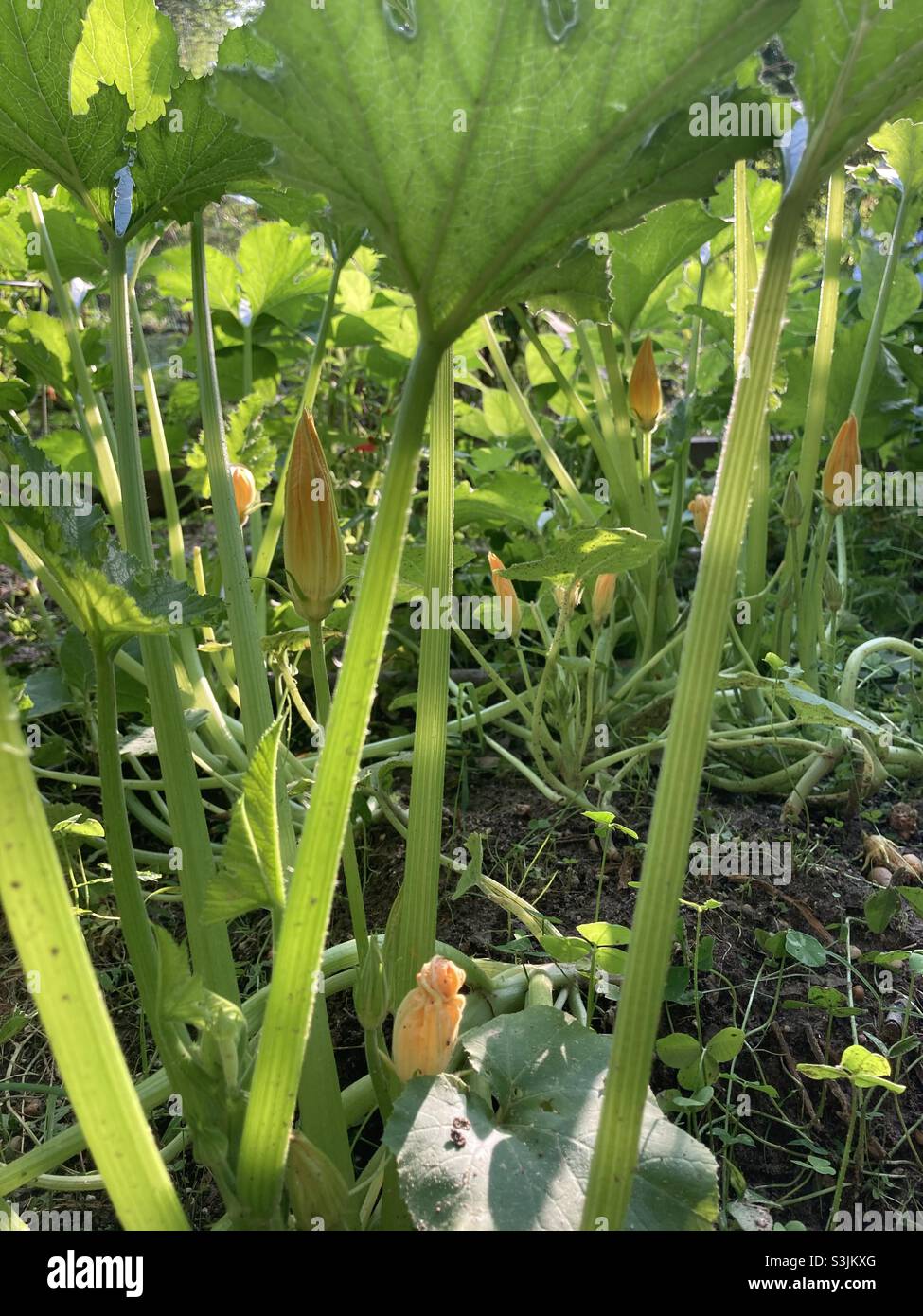 Blossoms Forming on Summer Squash Plants Stock Photo Alamy