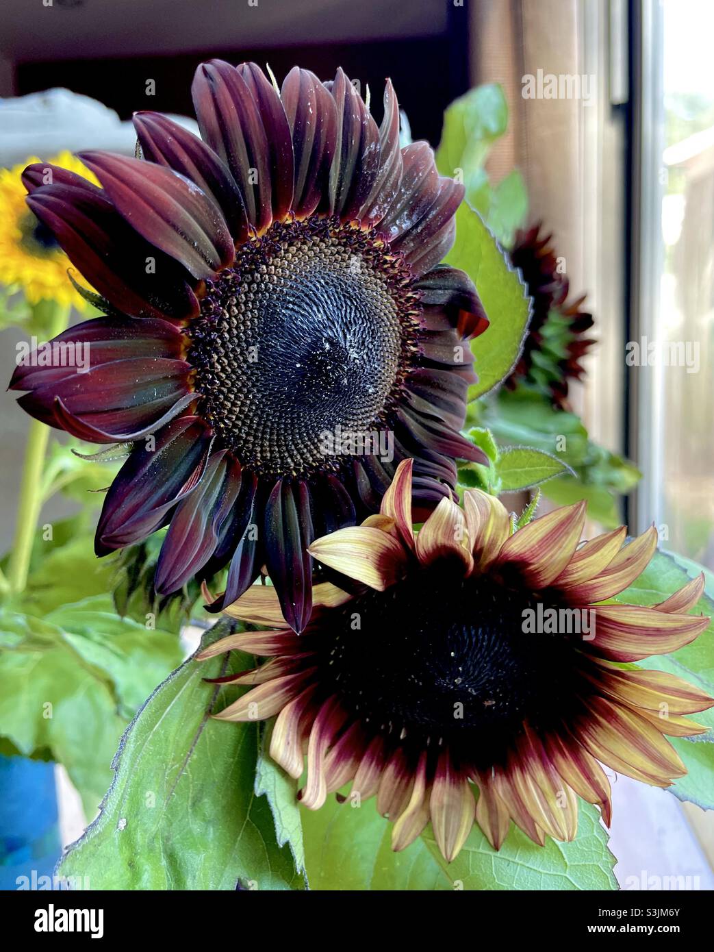 Red and yellow sunflowers Stock Photo Alamy