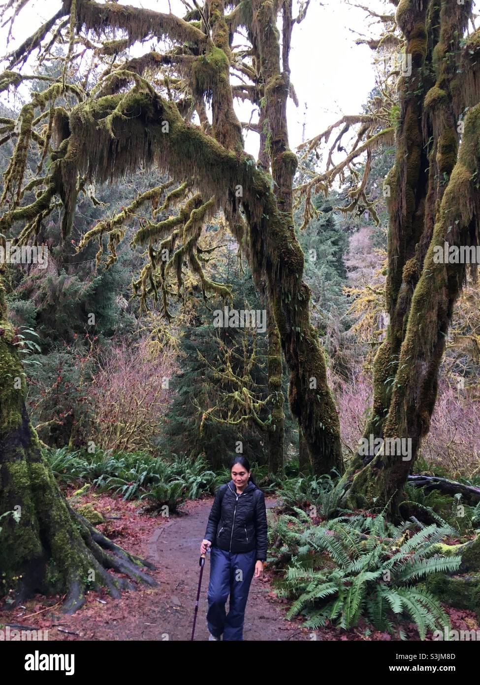 Hiker walking under the mossy trees at Hoh Rainforest at Olympic National Park Washington Stock Photo