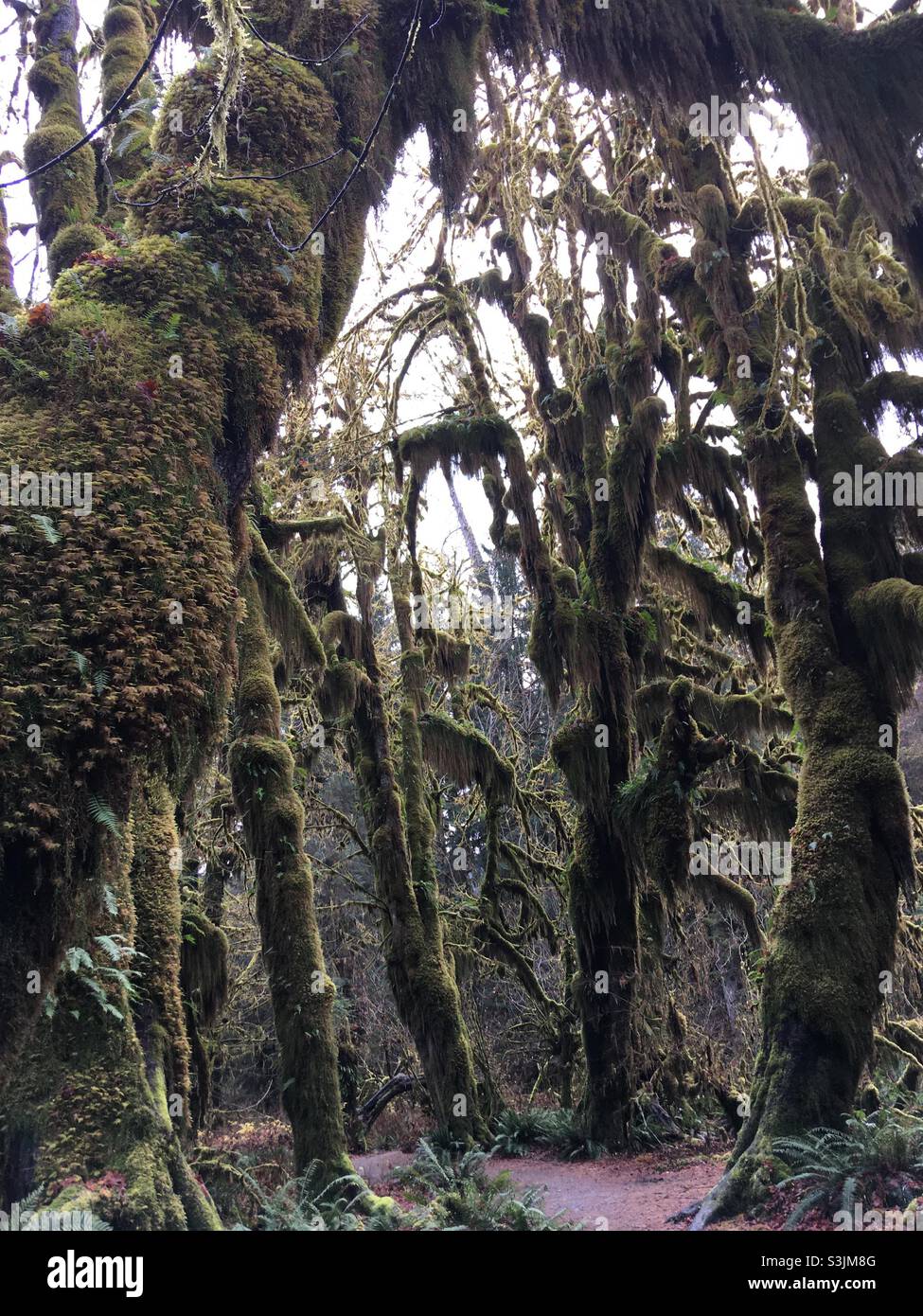 Mossy Maple Trees Hoh Rainforest at Olympic National Park Washington Stock Photo