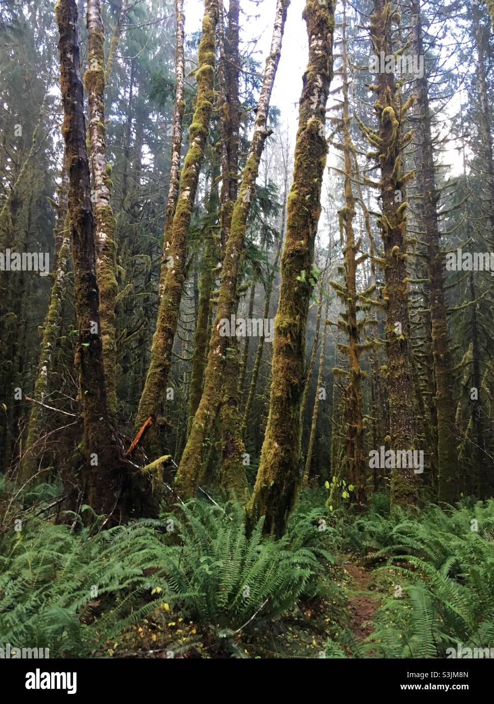 Mossy Trees South Fork Hoh Trail Olympic National Park Washington Stock Photo
