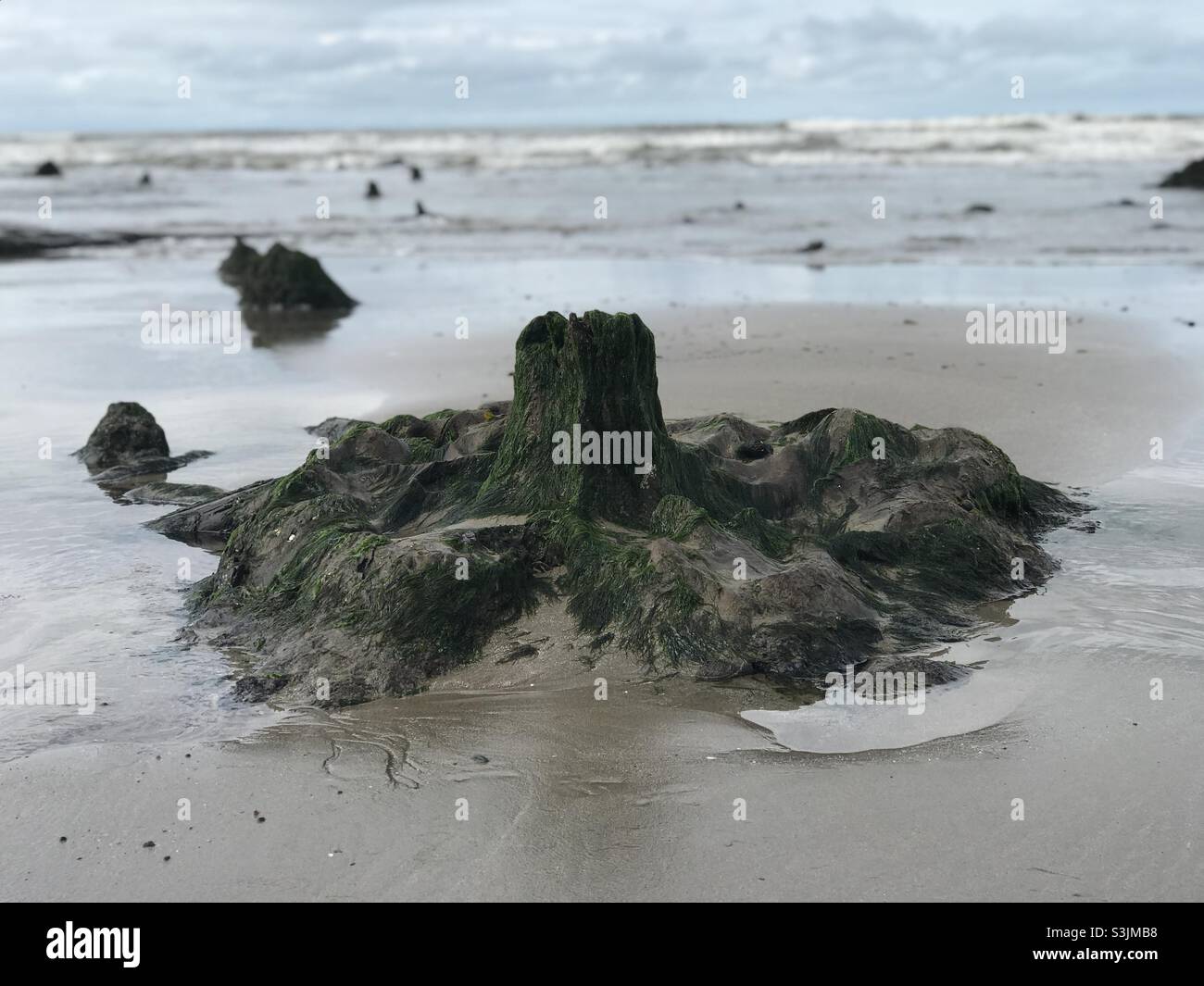 The lost forest at Borth Stock Photo
