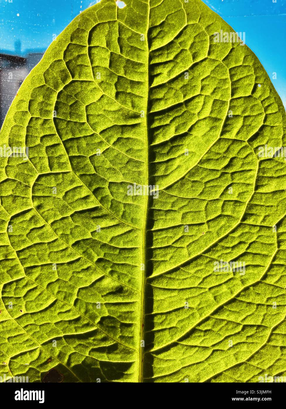 Green leaf with veins - Smartphone Captured Stock Image