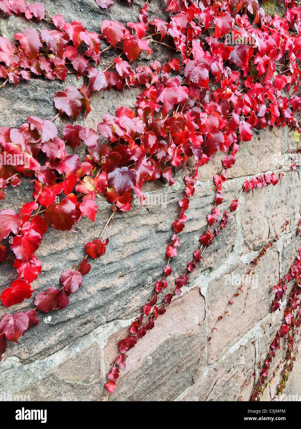 Autumn leaves growing along a wall Stock Photo