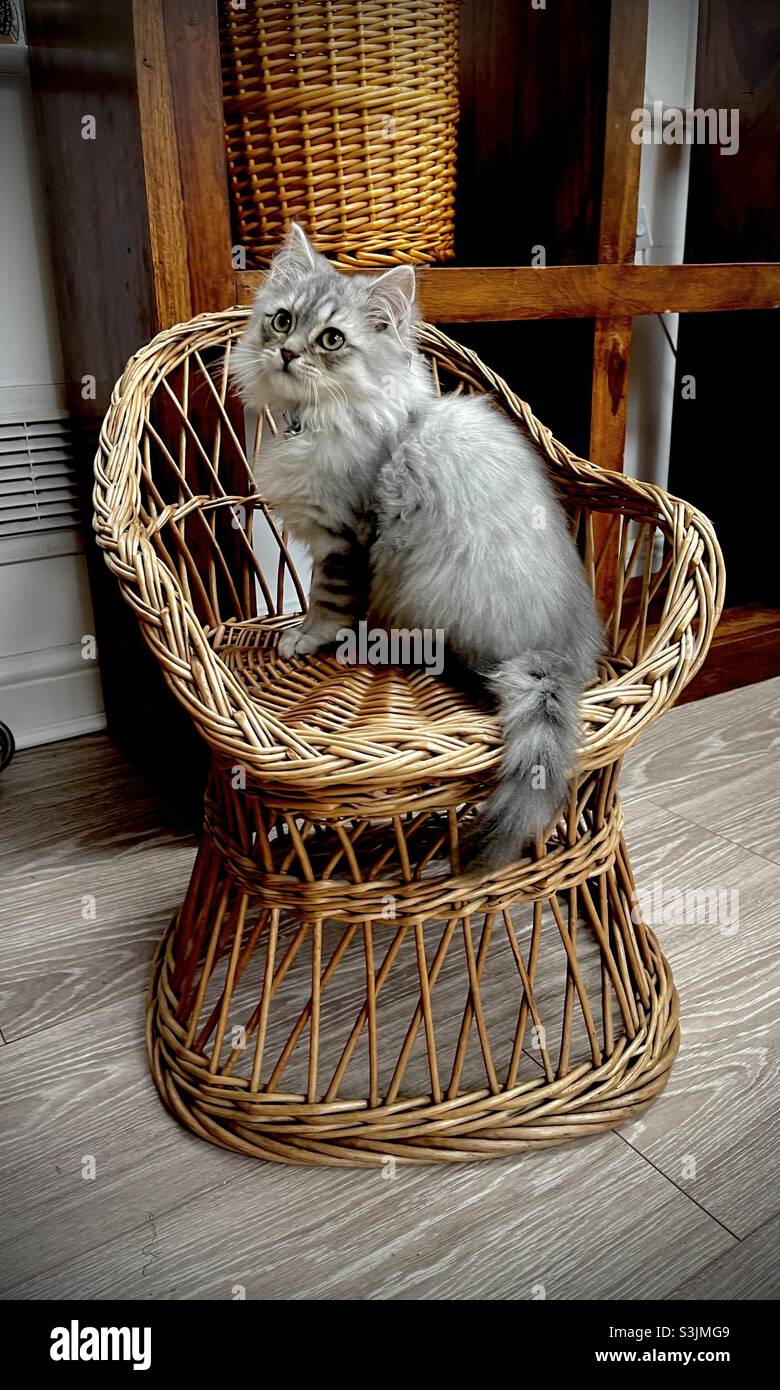 Fluffy silver tabby kitten on a wicker chair Stock Photo