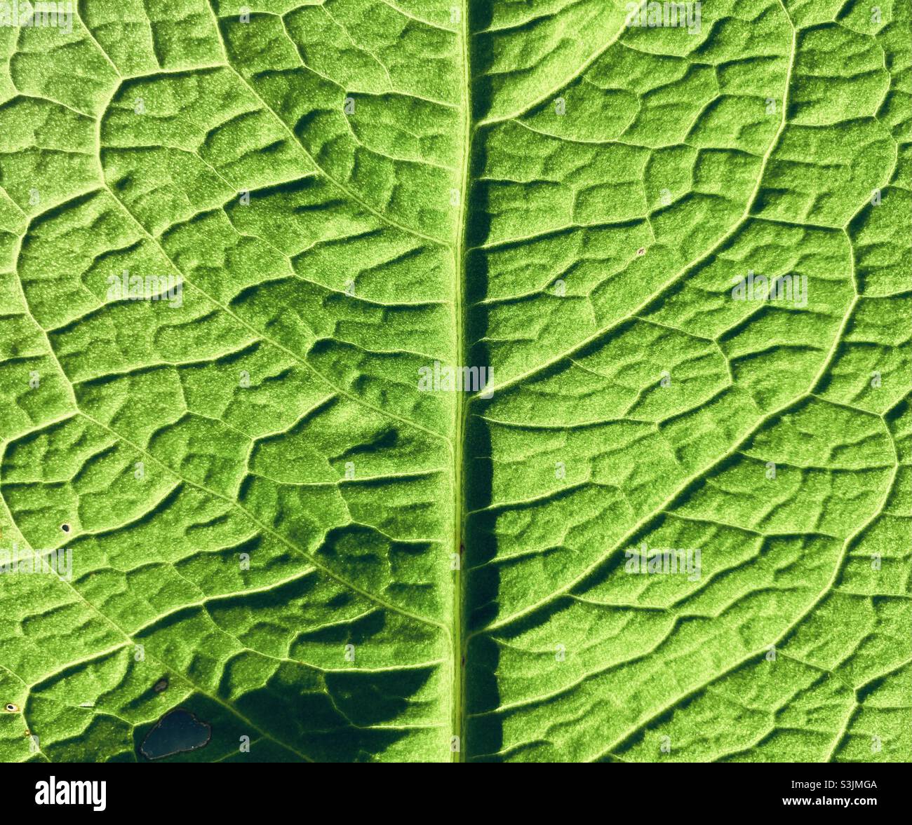 Close up of a green leaf - Smartphone Captured Stock Image