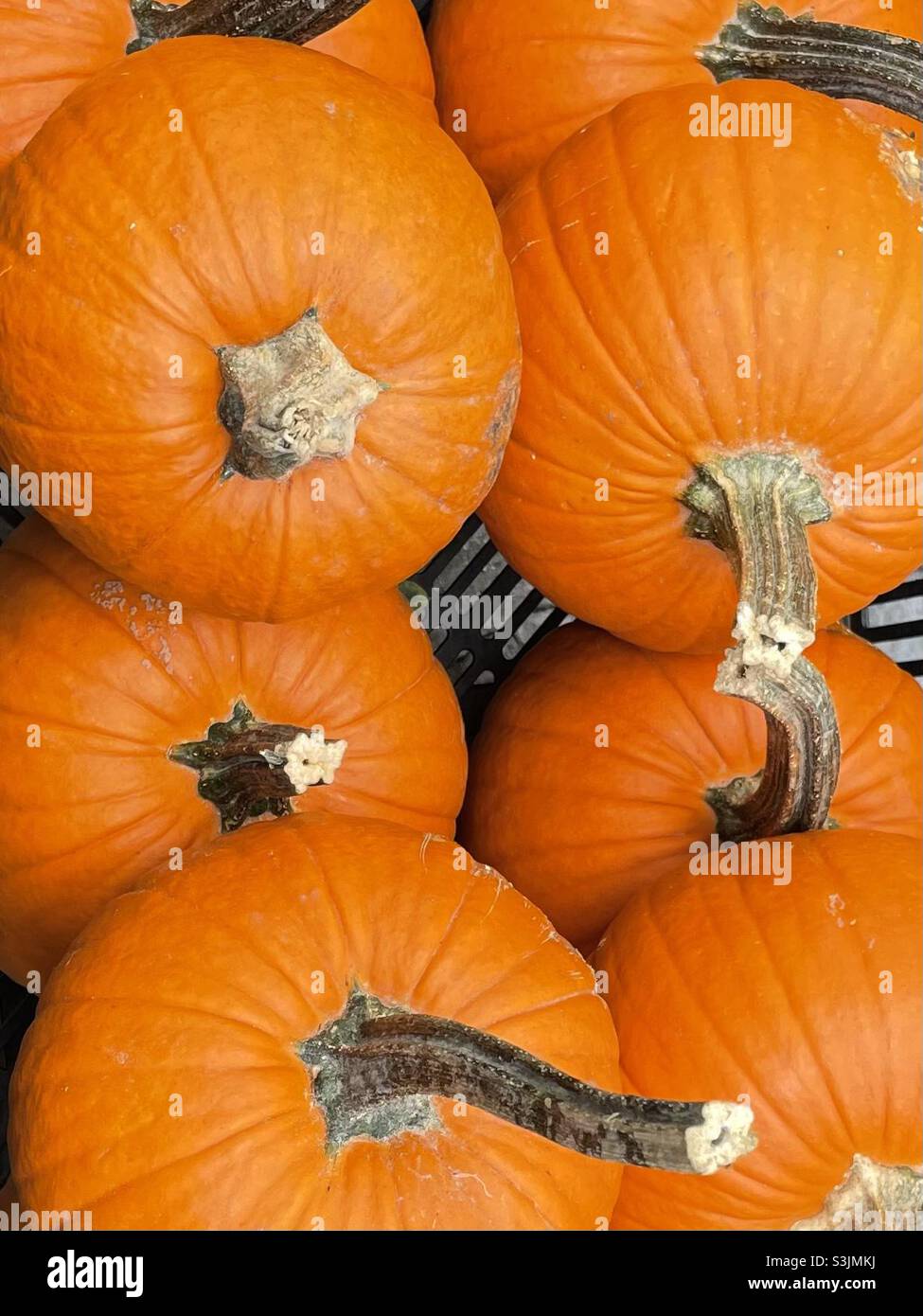 Pumpkin time! - Smartphone Captured Stock Image