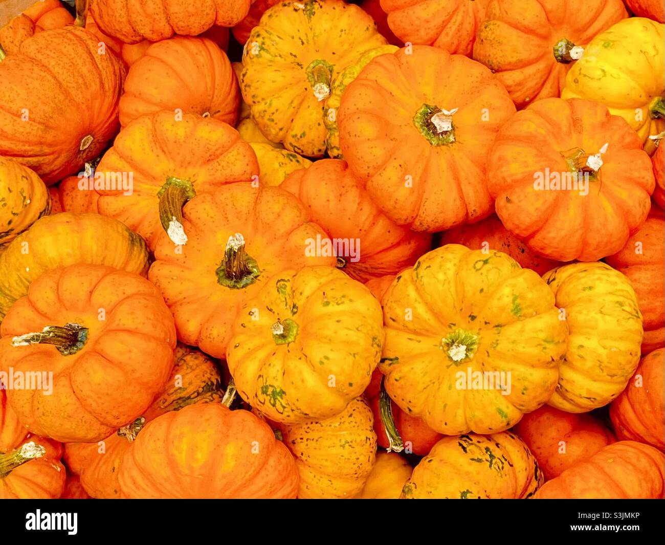 Close up of bright orange mini pumpkins - Smartphone Captured Stock Image