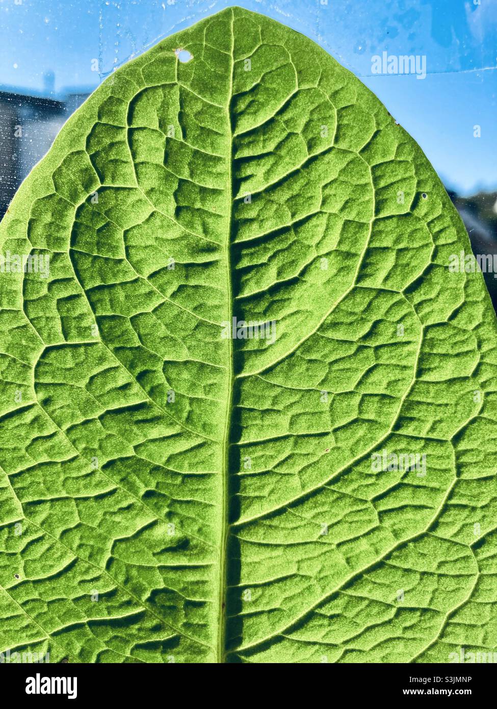 Green leaf with veins - Smartphone Captured Stock Image