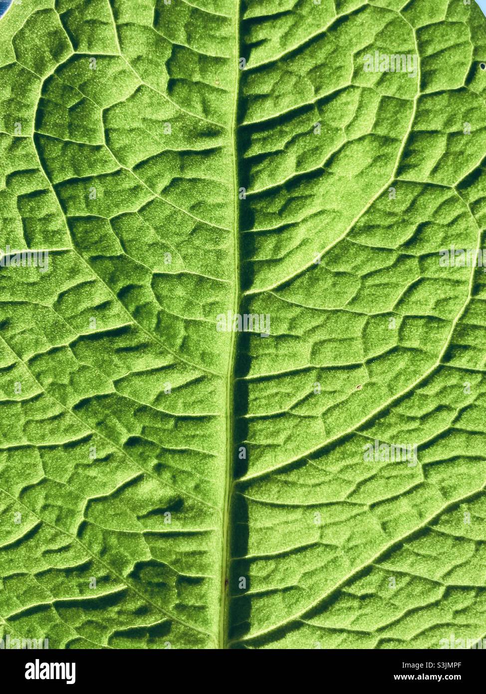 Green leaf with veins - Smartphone Captured Stock Image