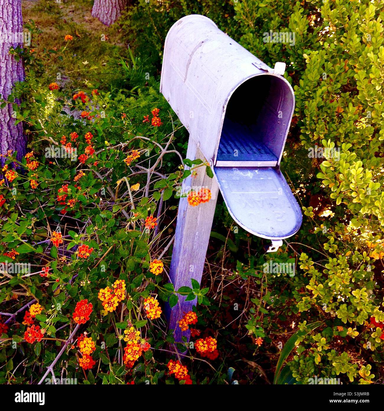 Open rustic mailbox among flowers - Smartphone Captured Stock Image