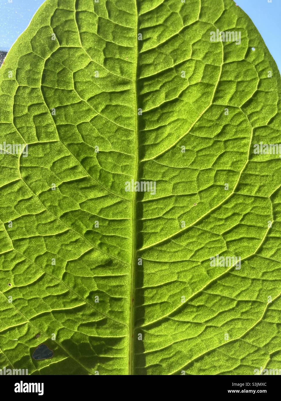 Green leaf with veins - Smartphone Captured Stock Image