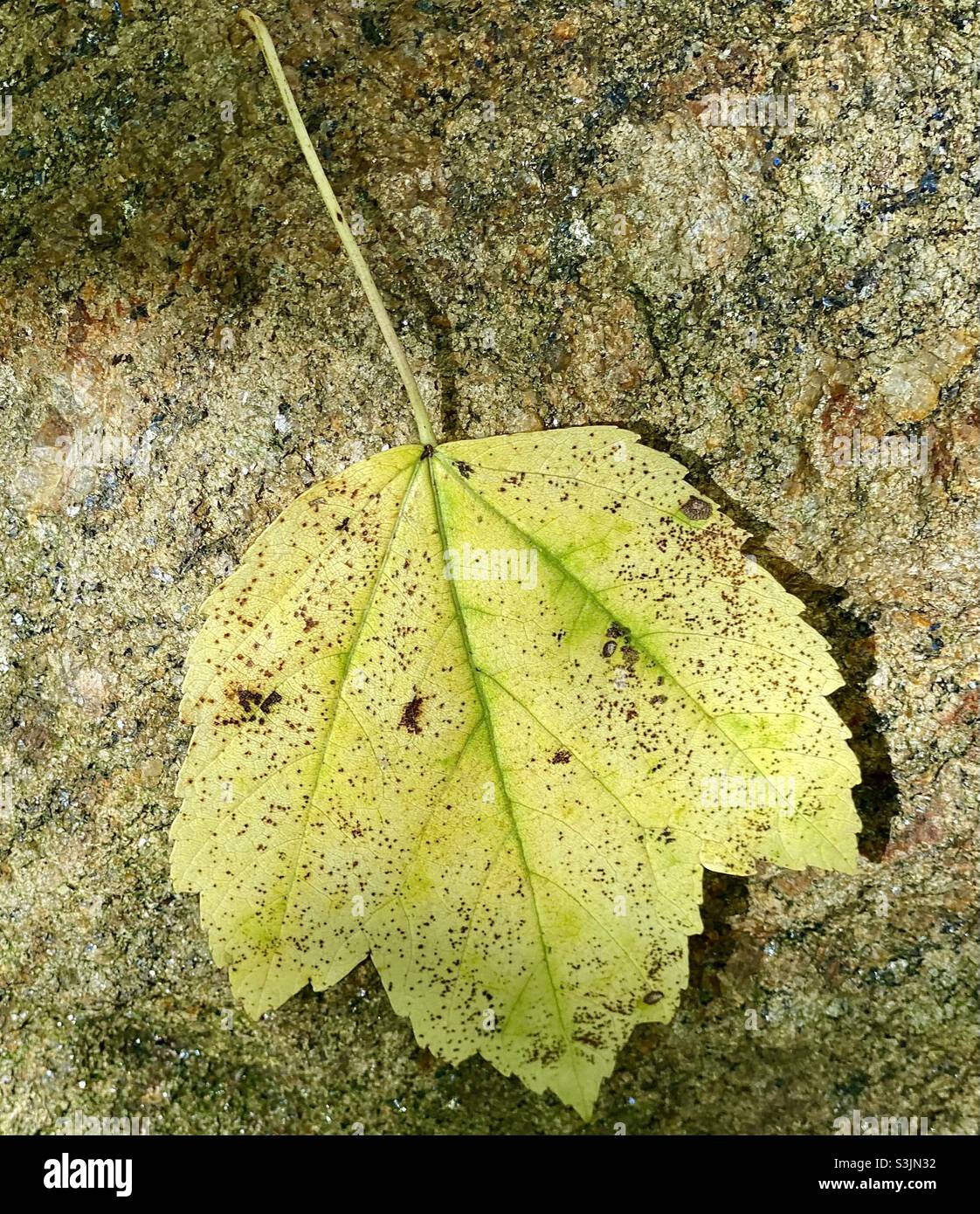 Maple autumn leaf on a granite rock Stock Photo Alamy