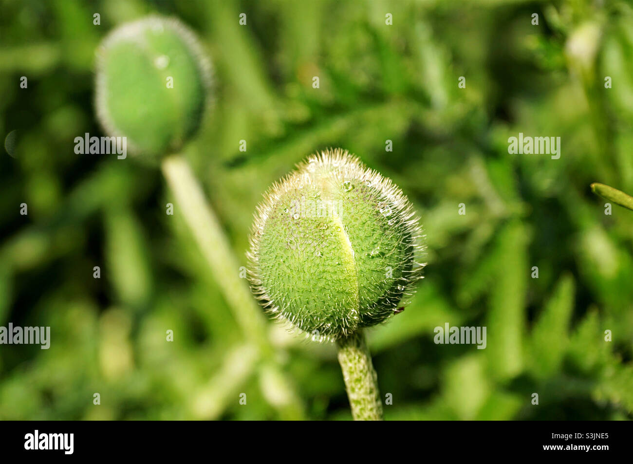 unopened poppy bud in sunlight - Smartphone Captured Stock Image