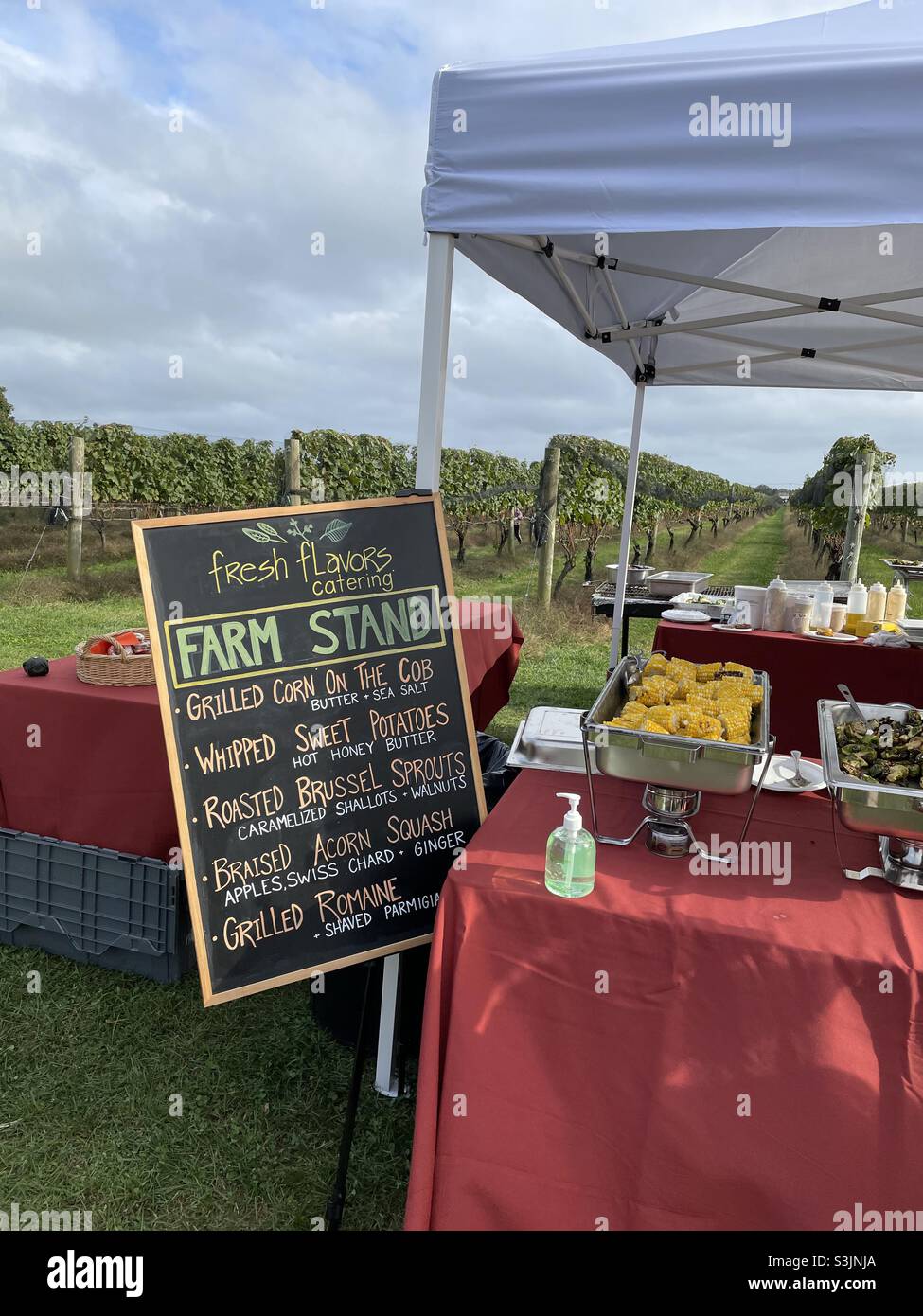 Vineyard Hamptons - Smartphone Captured Stock Image