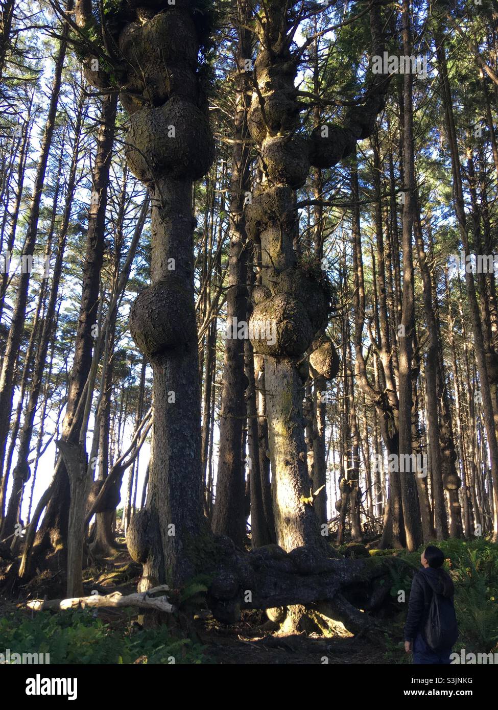 Woman hiker admiring the Burled Sitka Spruce Tree at Olympic National Park Washington Stock Photo