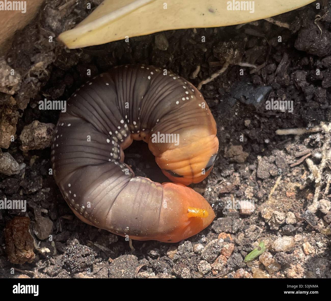 Caterpillar of Oleander hawk-moth hides under debris on the ground and ready to pupate. - Smartphone Captured Stock Image