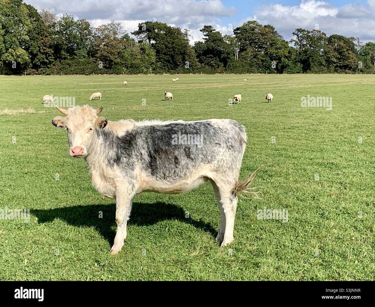 Beautiful grey bull in field with sheep - Smartphone Captured Stock Image
