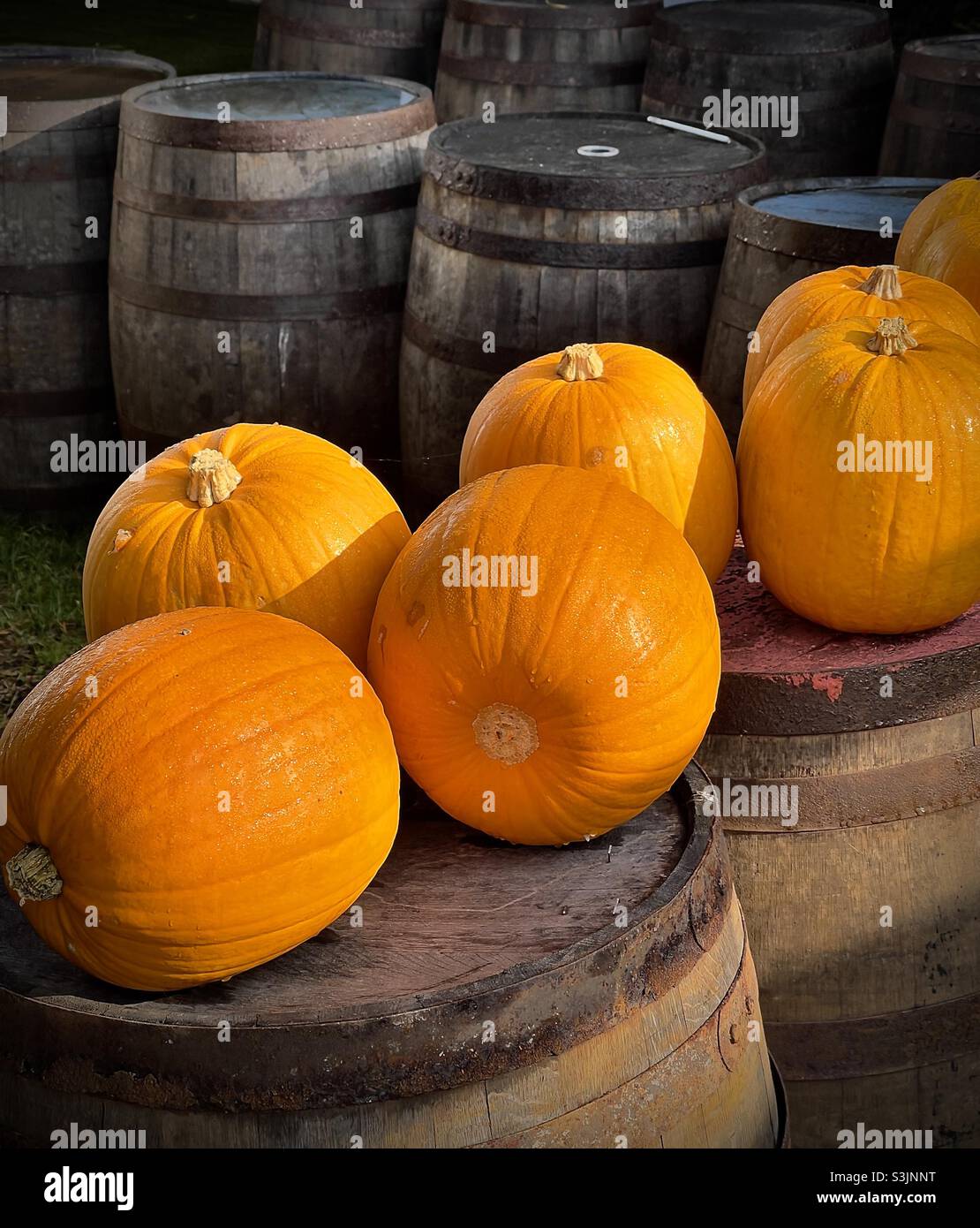 Pumpkins - Smartphone Captured Stock Image