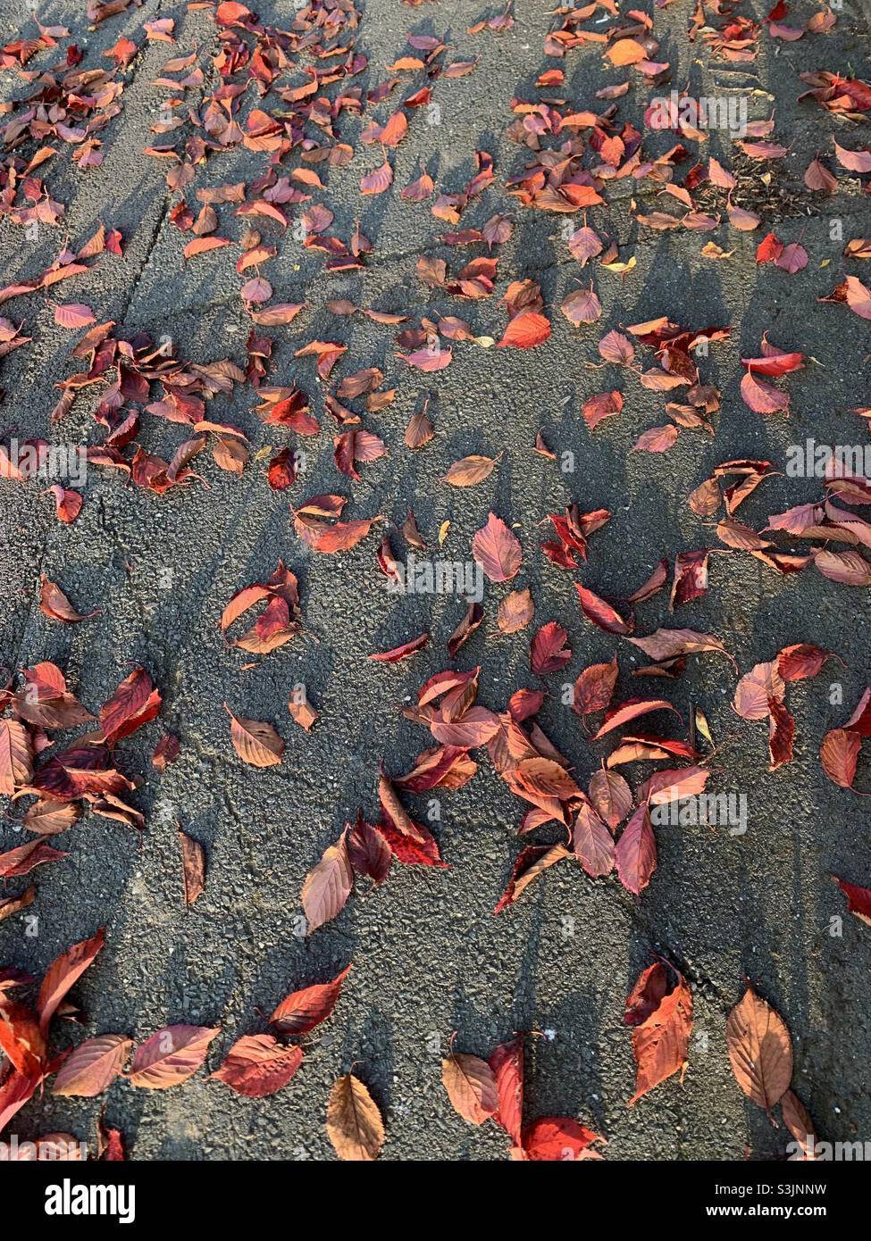Red autumnal leaves fallen and scattered on pavement - Smartphone Captured Stock Image
