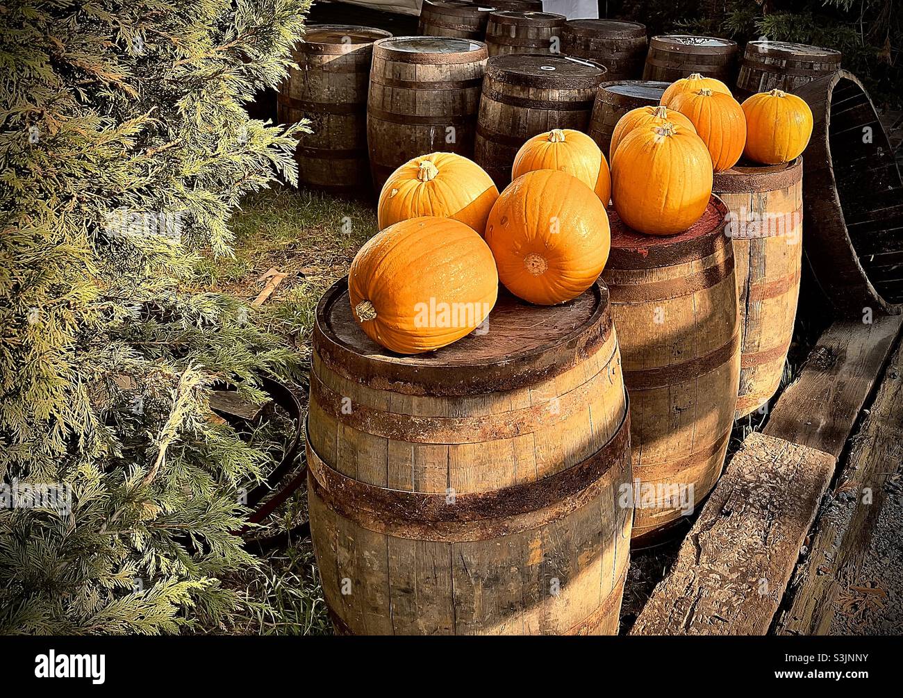 Pumpkin’s Display - Smartphone Captured Stock Image