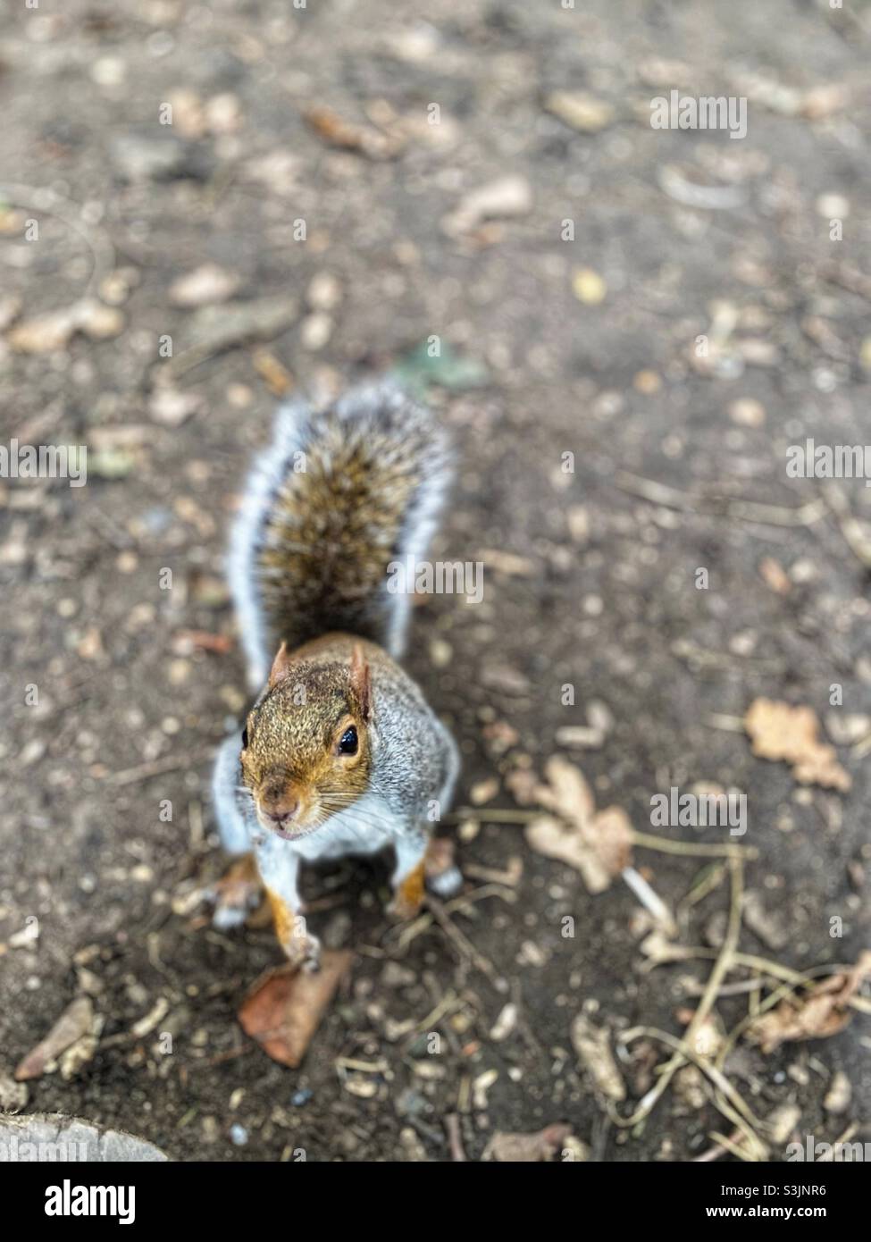 A grey squirrel in London, England Stock Photo