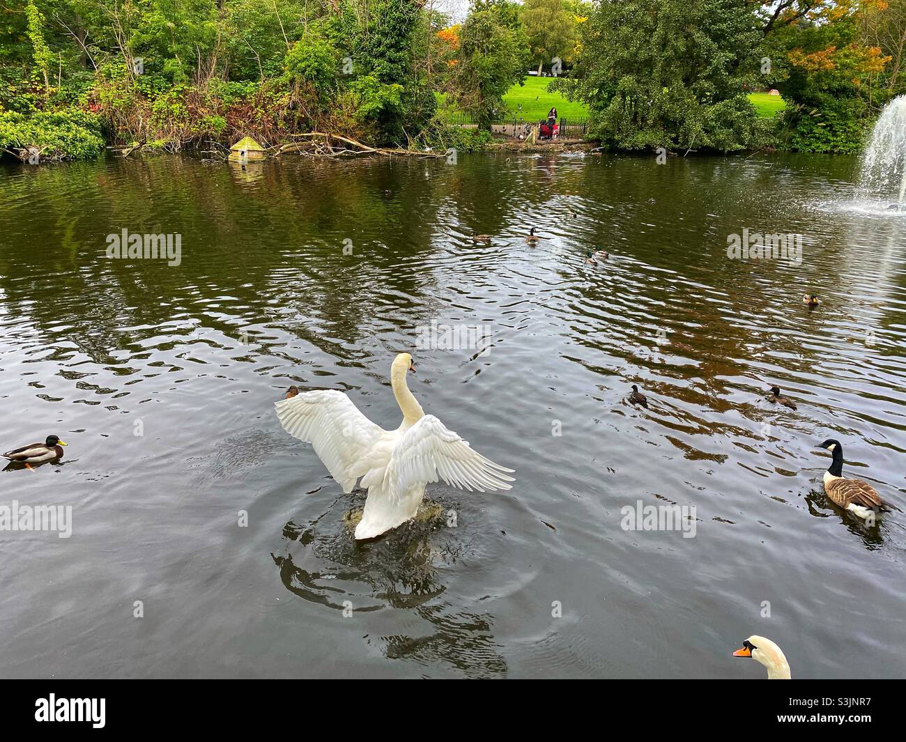 Swans and ducks in a pond at Manor house gardens in London, October 11 2021 - Smartphone Captured Stock Image