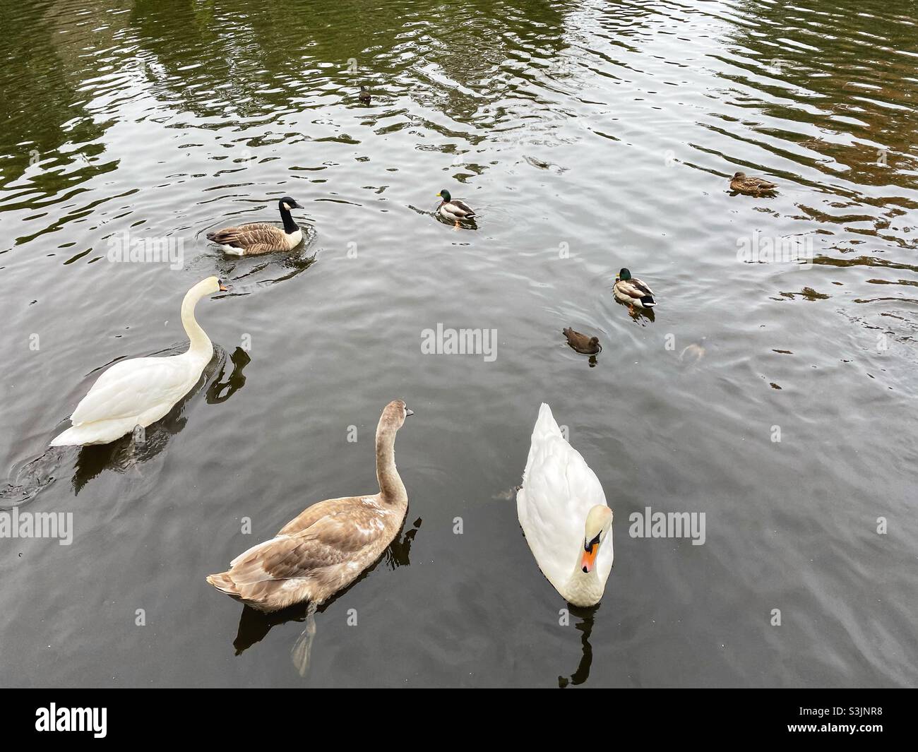 Swans and ducks in a pond at Manor house gardens in London, October 11 2021 - Smartphone Captured Stock Image