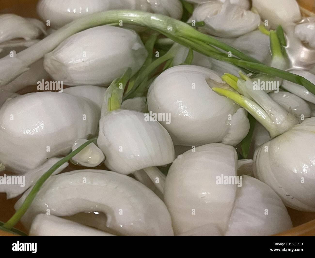 Fresh white onions in the water - Smartphone Captured Stock Image Fresh white onions in the water - Smartphone Captured Stock Image