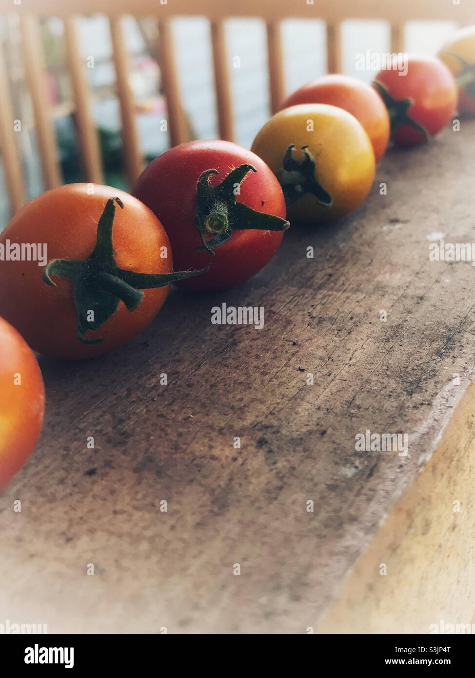 Fresh picked cherry tomatoes ripening in a row Stock Photo