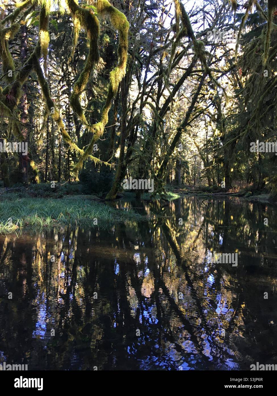 Mossy Trees and Reflection at Olympic National Park Washington Stock Photo